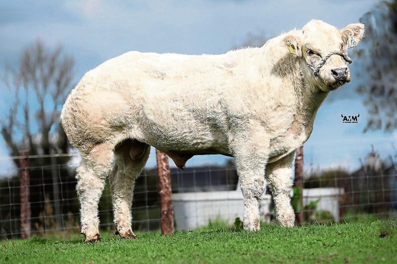 Exciting Longford sale of pedigree Belgian Blue stock  