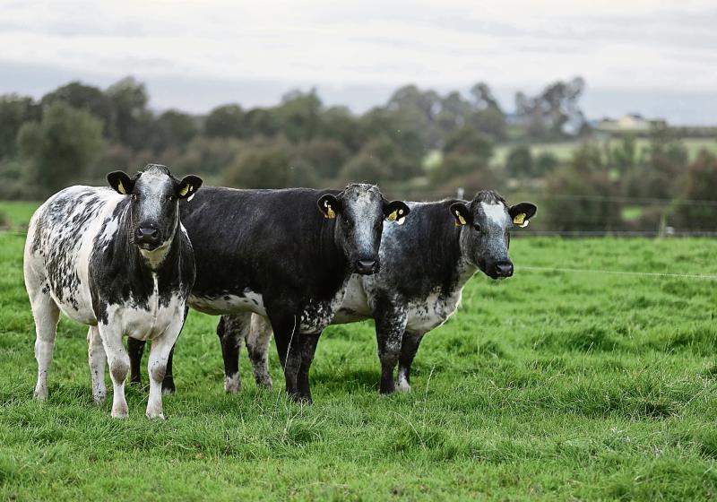 Longford Farming: Nitrates Derogation review - what does it mean for local farmers
