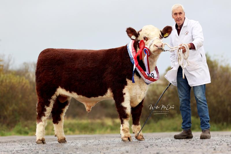 Longford breeders win big at National Hereford Calf Show 2023