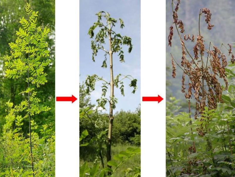 Longford County Council to lobby Agriculture Department for ash dieback support