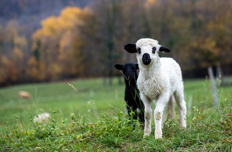 "Significant sheep kill" in Longford by marauding dogs