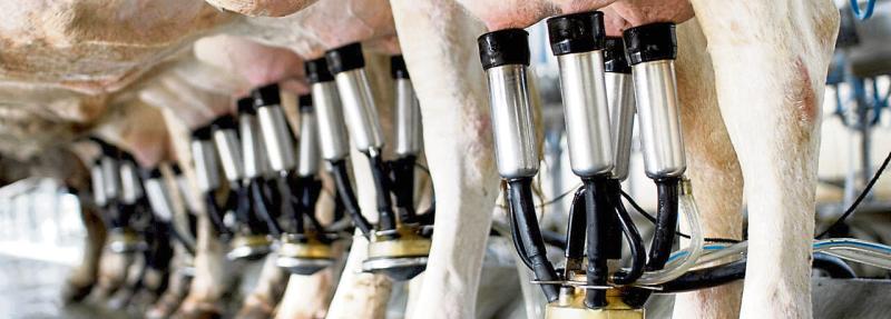 ICMSA calling on Co-ops to pay 39cpl for milk supplied in December