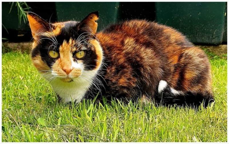 Have you seen Lilou? Beloved cat missing from Longford Town since last week