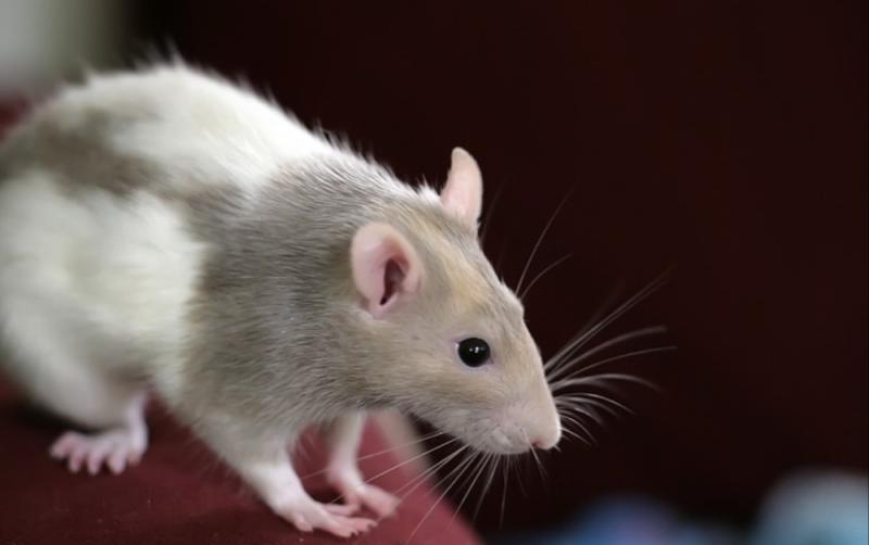 REVEALED: Counties with the most rat callouts in 2023
