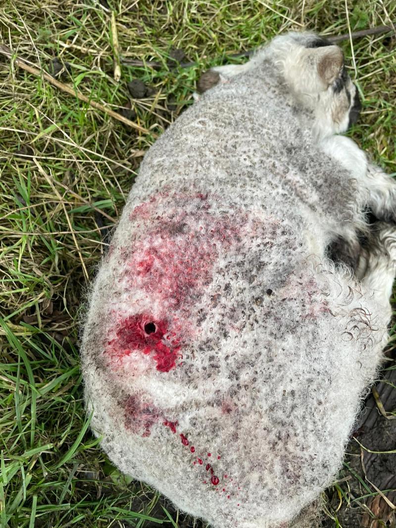 Marauding dogs continue to wreak havoc for Longford farmers despite warnings