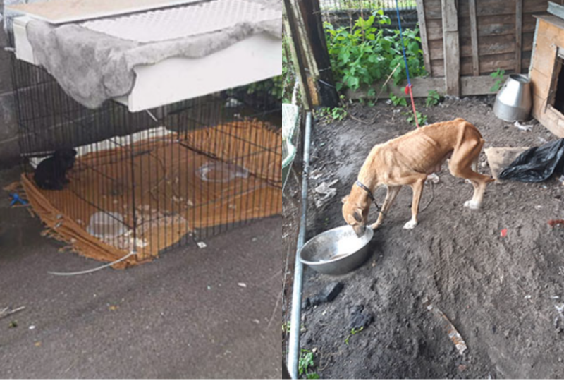 Starving dog and puppy with cable-tied tail rescued from filthy conditions at Laois home