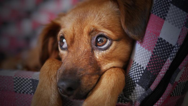 'We are begging' - Dogs Trust fears abandonment crisis as hundreds of pets surrendered in just 1 month