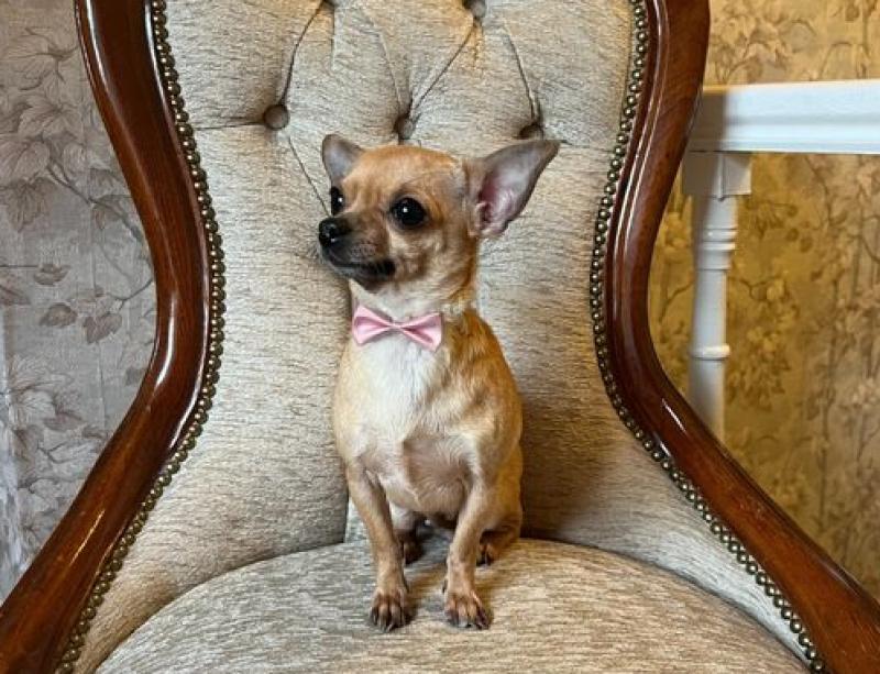 Chihuahua Lola to star in the Longford Musical Society production of ‘Legally Blonde’! 