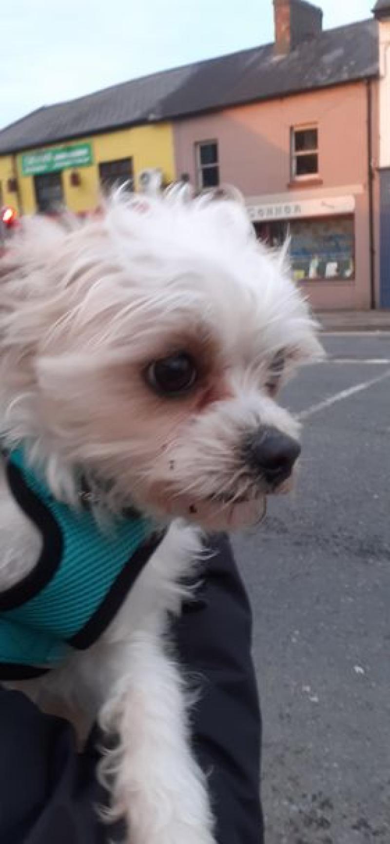 Pet found in Longford supermarket car park