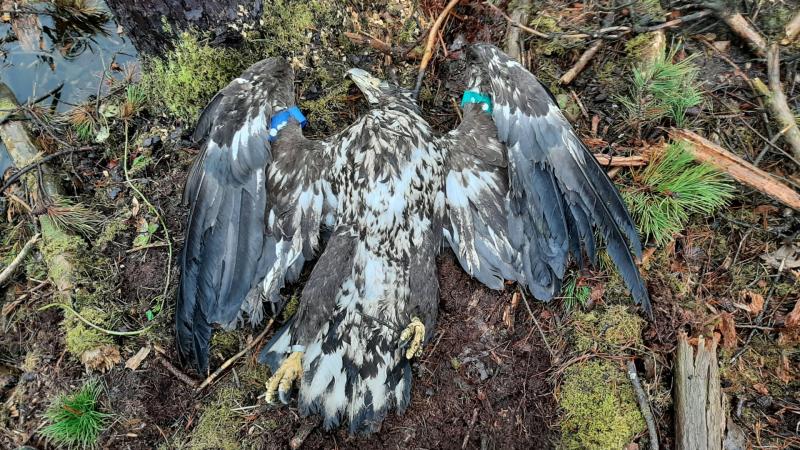 Deplorable act of violence condemned as beloved white-tailed eagle killed in Roscommon