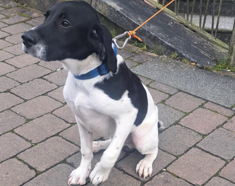 Puppy found in Longford town