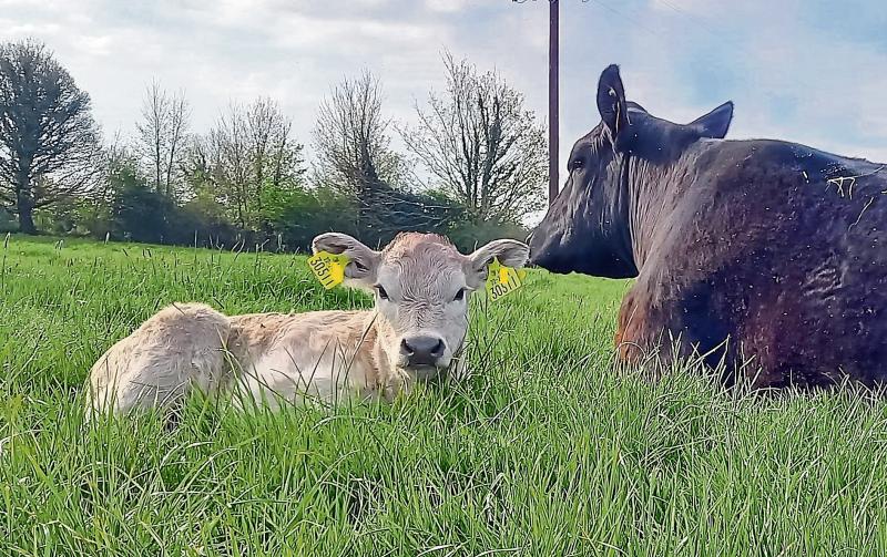 Longford Farming: Getting ready for the calving season
