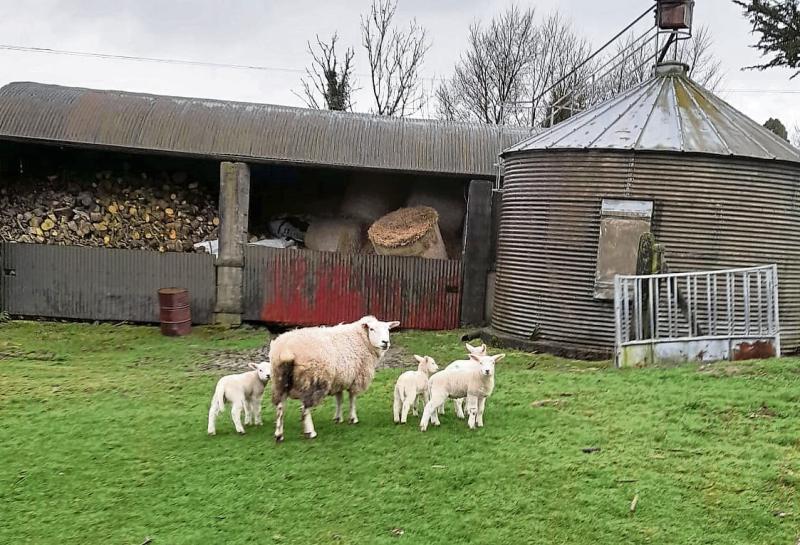 Longford Farming: It's the lambtastic four 