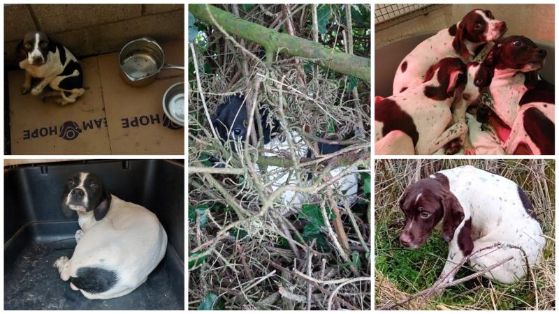 Terrifying ordeal: Five puppies dumped one-by-one in various locations in Longford