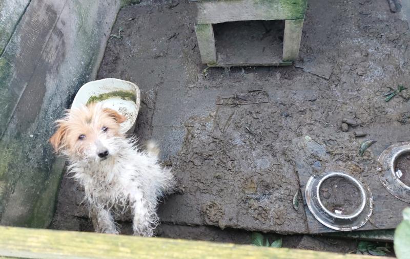 Woman disqualified for life from keeping animals as they're found to be in 'profound mental anguish'