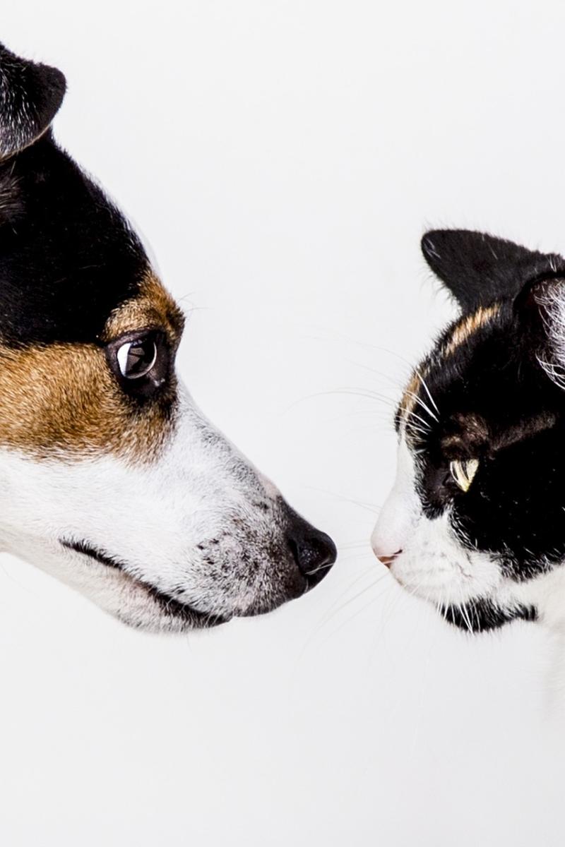 Longford planners receive application for pet crematorium