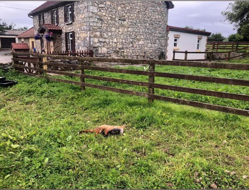 Longford man offers &euro;1,000 reward in relation to shooting of fox outside his house