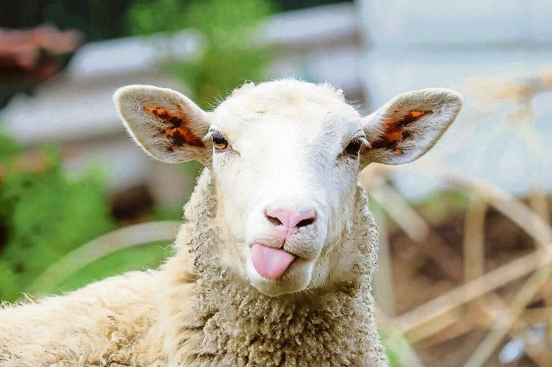 'Daylight robbery' -County Longford sheep farmers feel the pain as processors cut prices