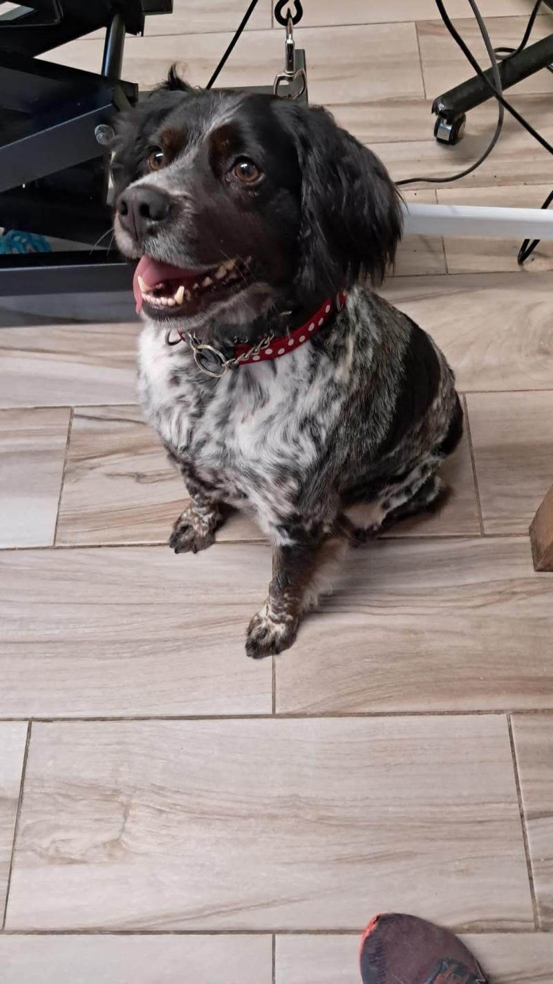 Longford family's issue appeal for help finding missing dog 'Penny'