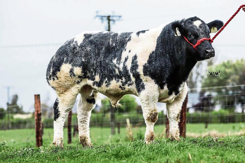 Pedigree Belgian Blue stock goes under the hammer on Longford farm 