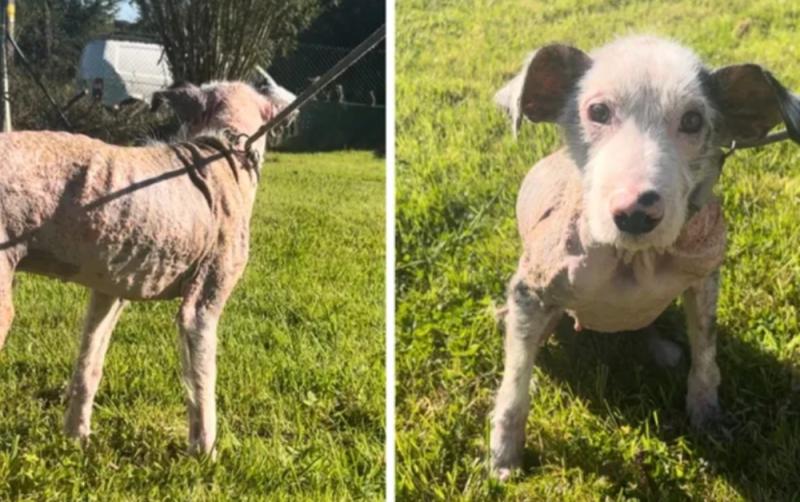 Leitrim Animal Welfare Centre issue update on one year-old 'Chance' after heartbreaking rescue