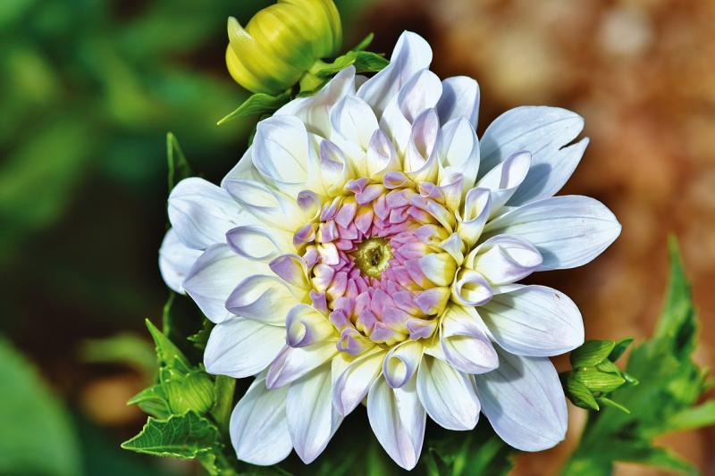Longford Flower Club to host a Demo featuring an AOIFA demonstrator