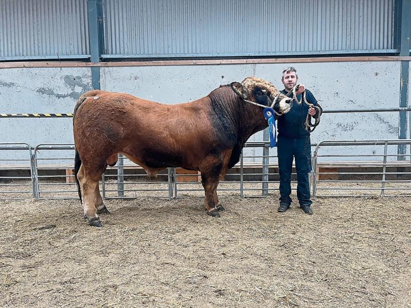 Prize-winning Longford breed secures top prices at Tullamore Aubrac sale