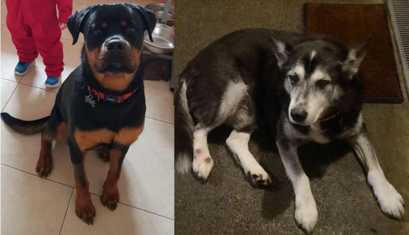 Appeal for help! Upset Longford dog owner seeks assistance to find beloved pets