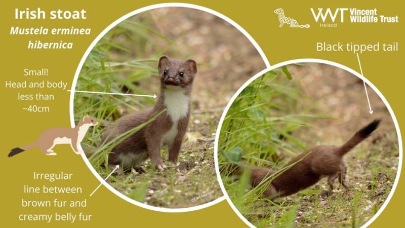 Longford wildlife enthusiasts asked: “Have you seen an Irish stoat?”