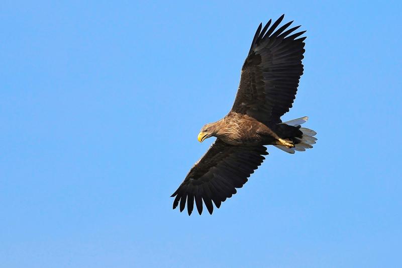 Investigation underway after white-tailed eagle shot dead in Midlands 