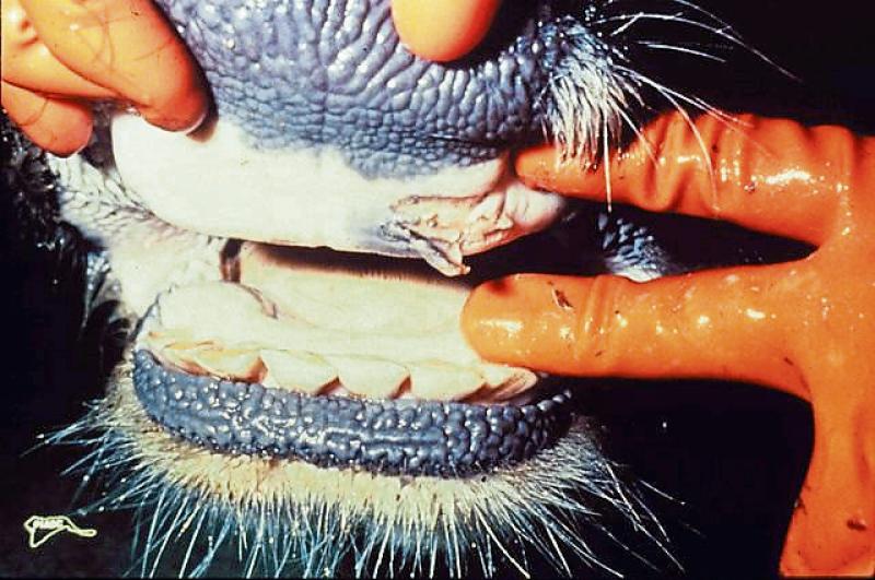 Longford Farming: Minister urges vigilance following foot-and-mouth disease outbreak in Germany