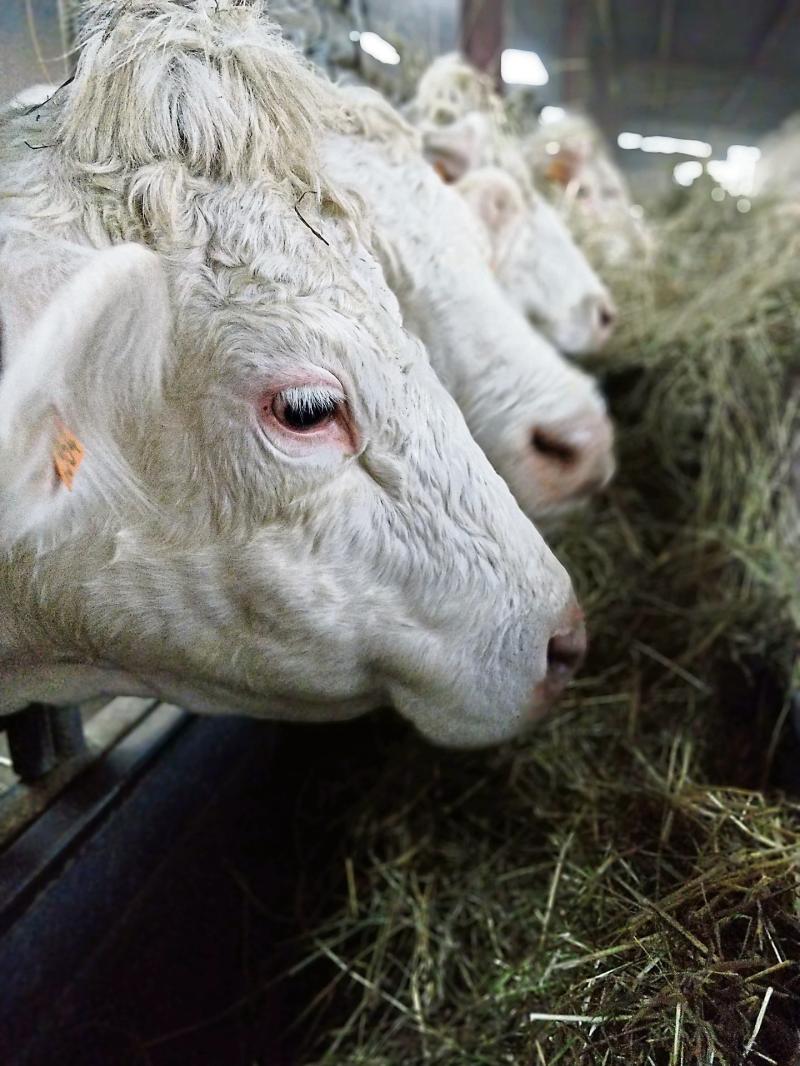 Longford Farming: January farm management tips from Teagasc 
