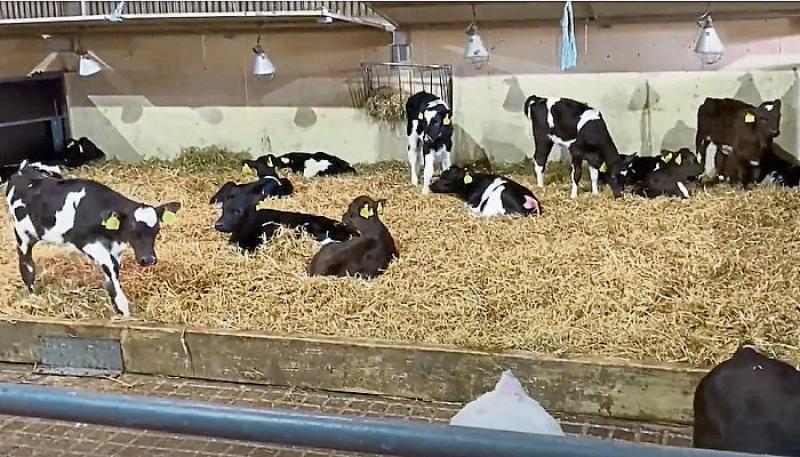 Longford Farming: Are you planning to buy dairy breed calves this Spring?