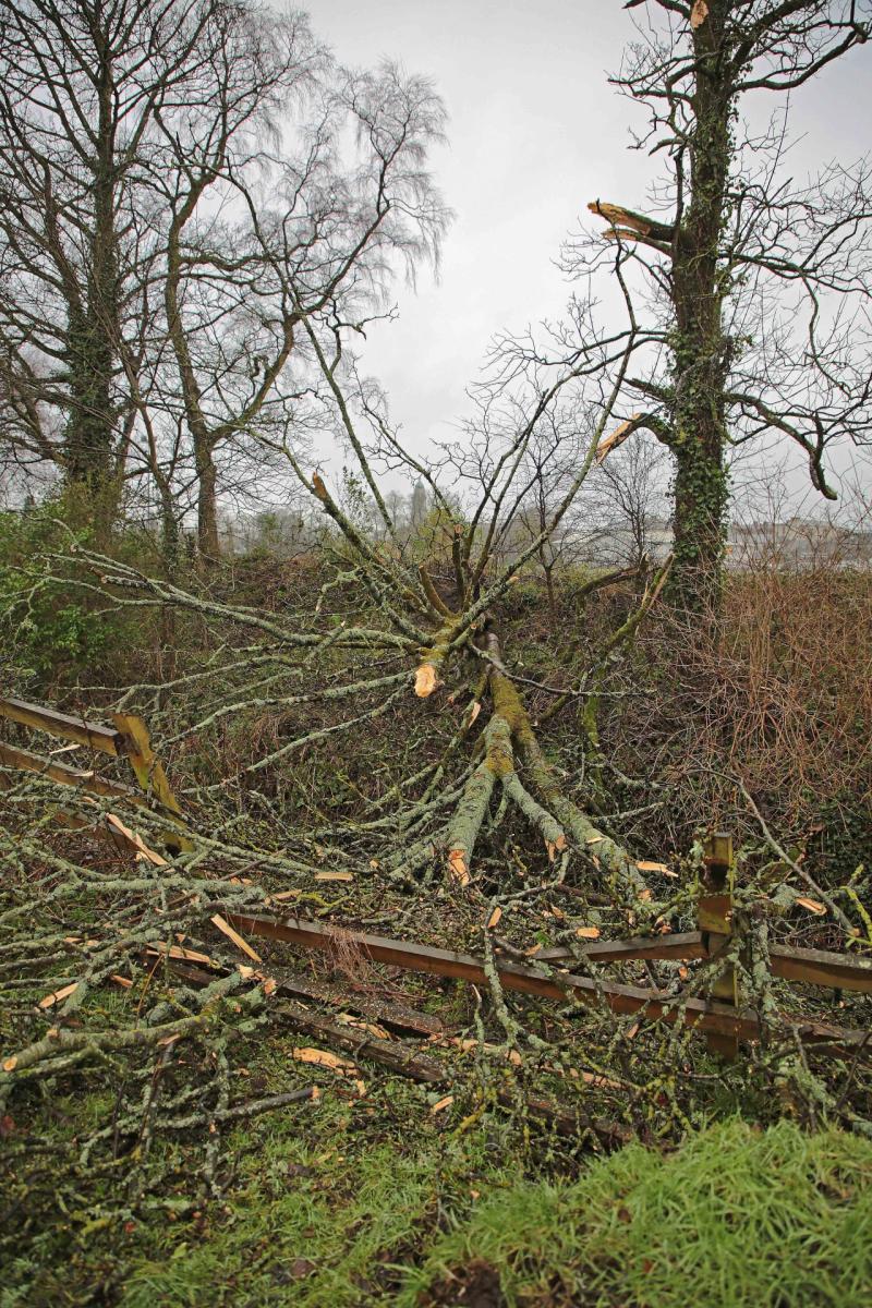 Storm Éowyn in Longford: Communities without light, heat, water or telephone coverage oscillating between hope and despair