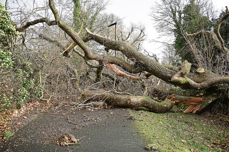 Longford Councillors call for landowners to fell roadside trees following Storm Éowyn