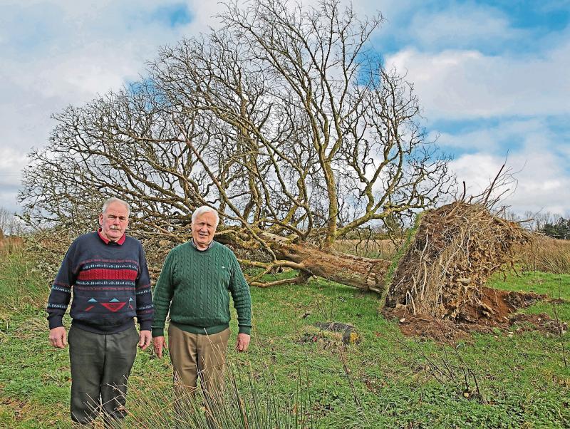 Longford's historic 1798 tree brought down by the Storm