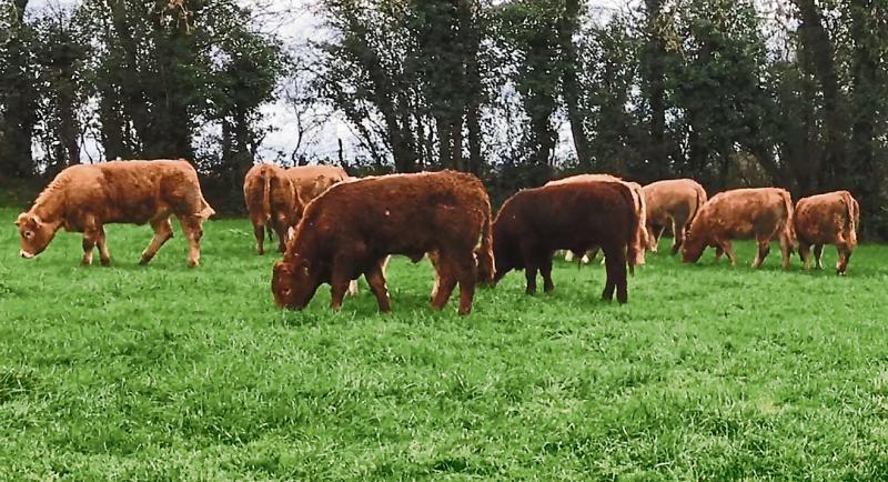 Longford farmers preparing for the grazing season