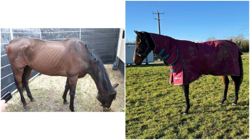 Can you help? ISPCA in Longford looking for new home for horse who won over €20,000 during his racing career 