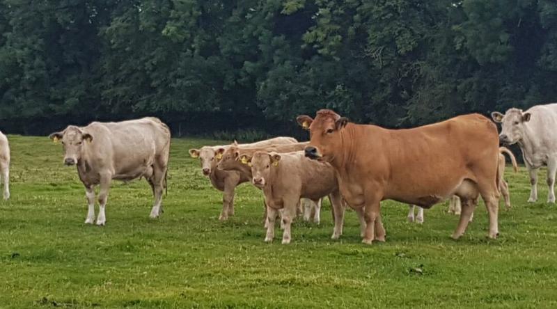 Longford farming: ICSA welcomes improved organic beef prices 