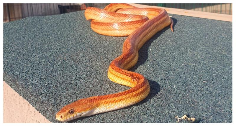 Snakes spotted in Ireland ahead of St. Patrick's Day!