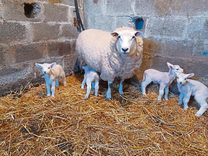Quads delight: Longford farmer gets a great spring surprise