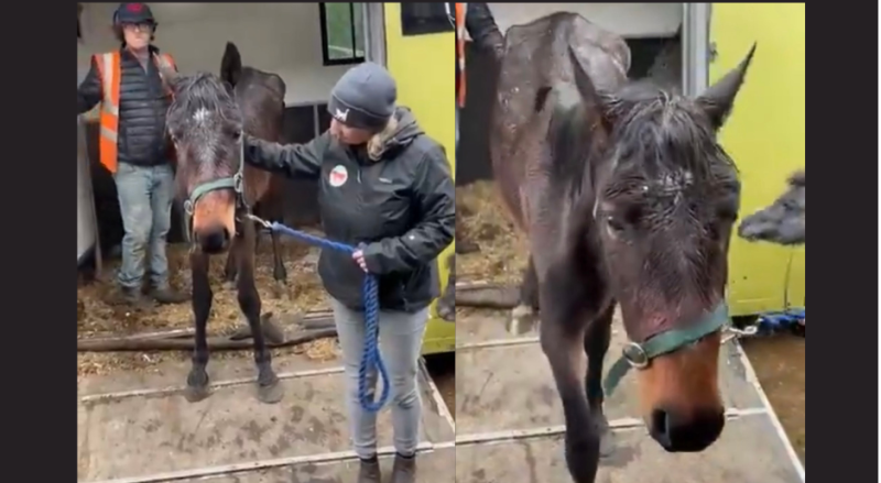 'We are so angry!'- Horse rescue filled with rage after latest rescue mission 