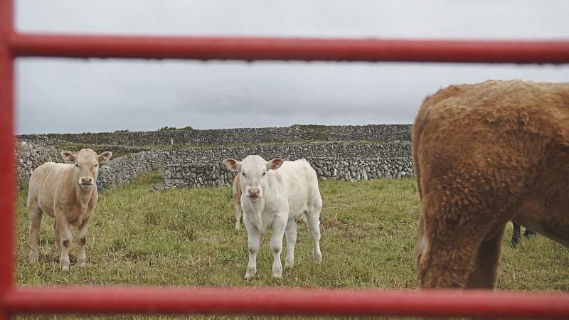 Longford artist launches new exhibition in Luan Gallery