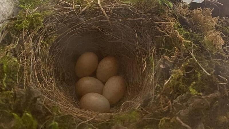 'It's the little things': Kilkenny Garda&iacute; host unique visitors at their Garda station