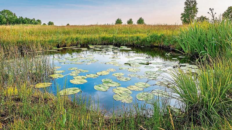 New biodiversity project to focus on county Longford hedgerows