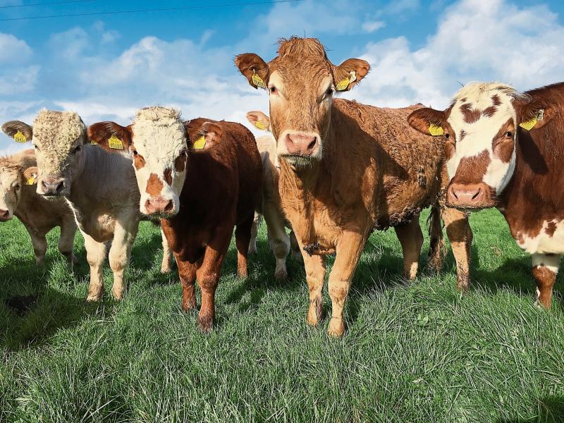 Longford farmers advised to 'have a listening ear' when herding cattle