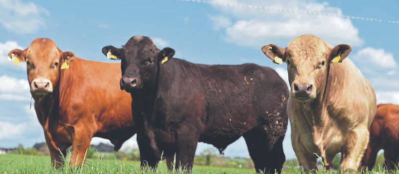 cattle