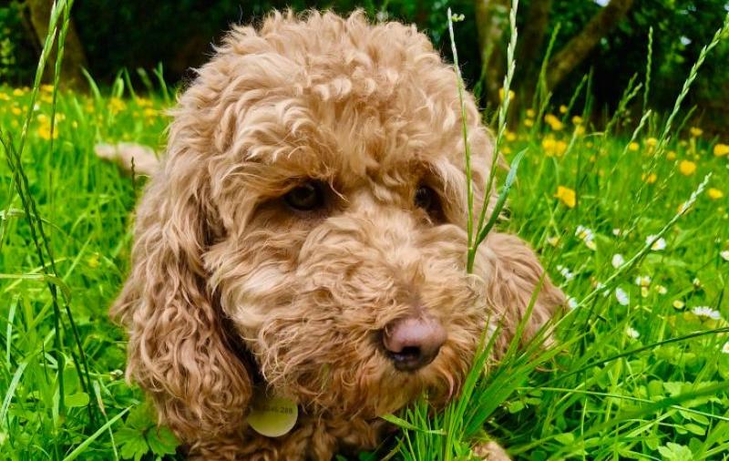 Nora the dog