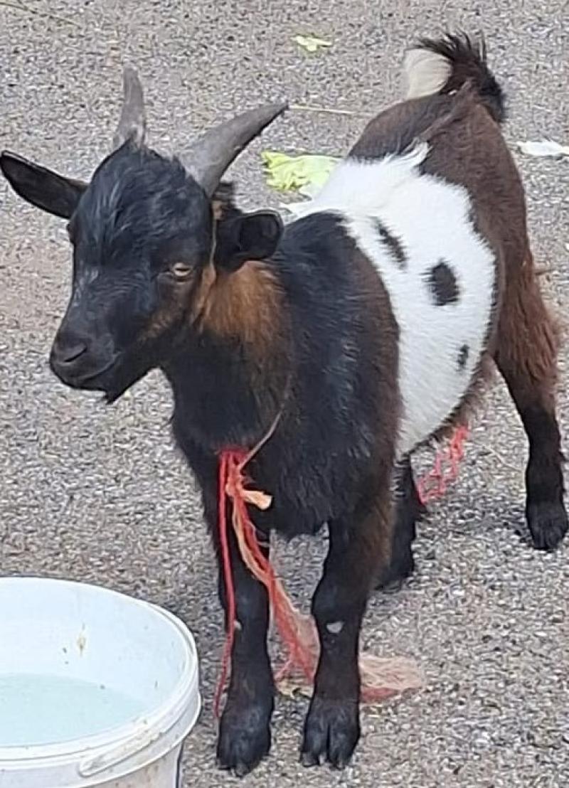 A goat's tale: Pygmy found in marina now safe 'in excellent care' of Longford undertaker 