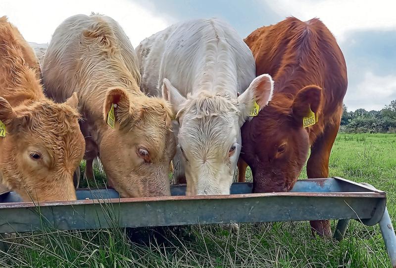 Longford Teagasc advisor outlines multiple benefits of creep grazing for suckler calves